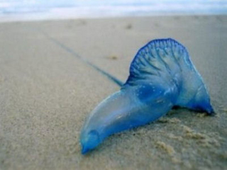 Медуза Bluebottle.